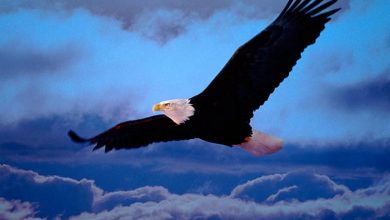 kartal