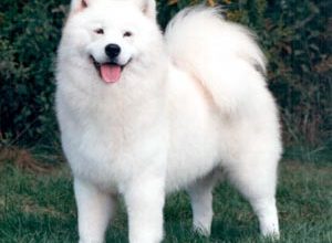 samoyed6ww
