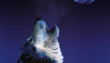 wolfHowlingWolfC100573501